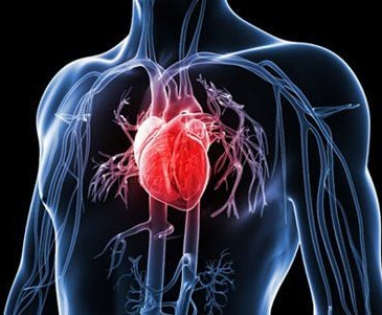 Suốt cuộc đời, tim đập khoảng hai nghìn tỷ lần!